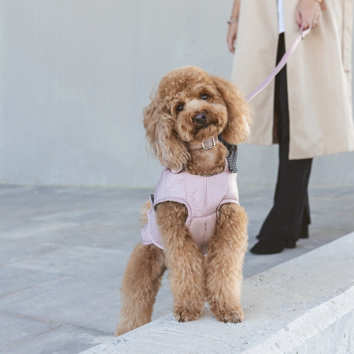 Waterproof Dog Jacket