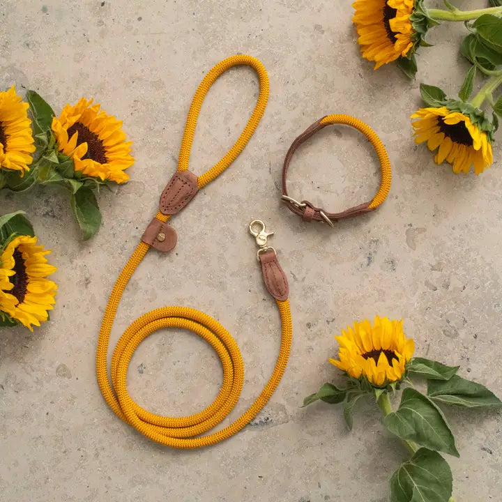 Dog Collar Torekov Sunflower Yellow