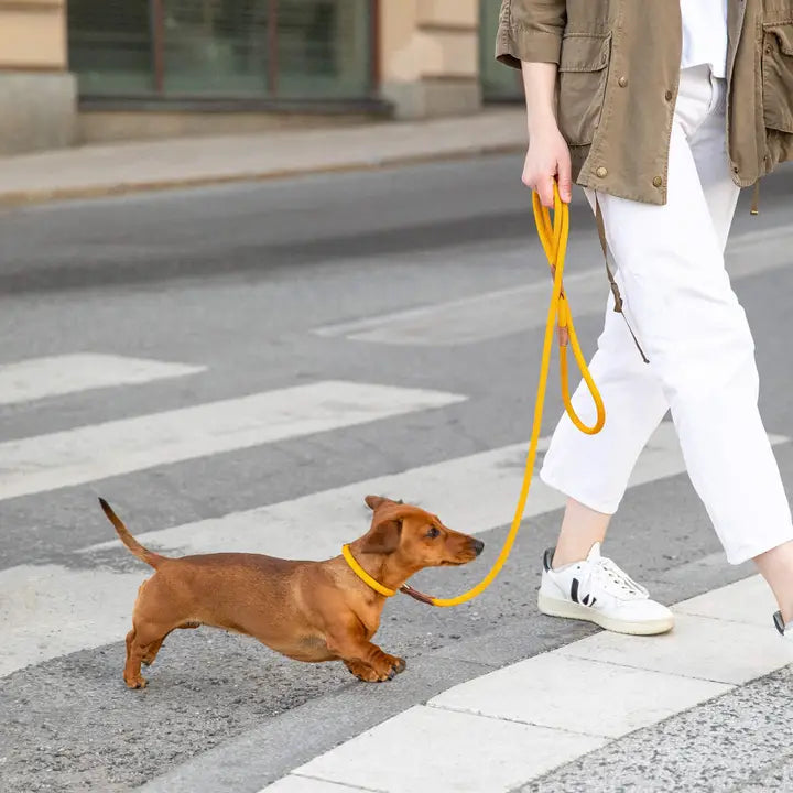 Dog leash Torekov Sunflower Yellow