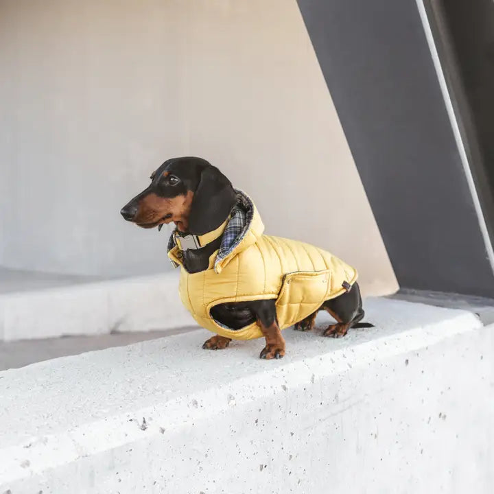 Waterproof Dog Jacket