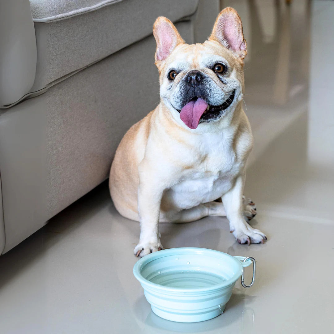 CarryMe! Portable Water & Food Bowl for dog