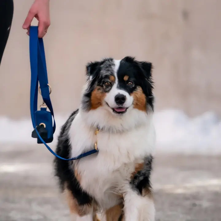 Blue Dog Leash