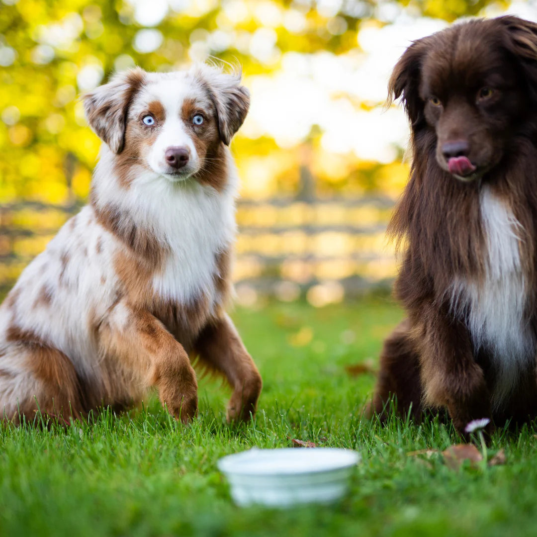 CarryMe! Portable Water & Food Bowl for dog