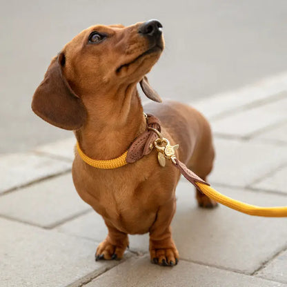 Dog Collar Torekov Sunflower Yellow