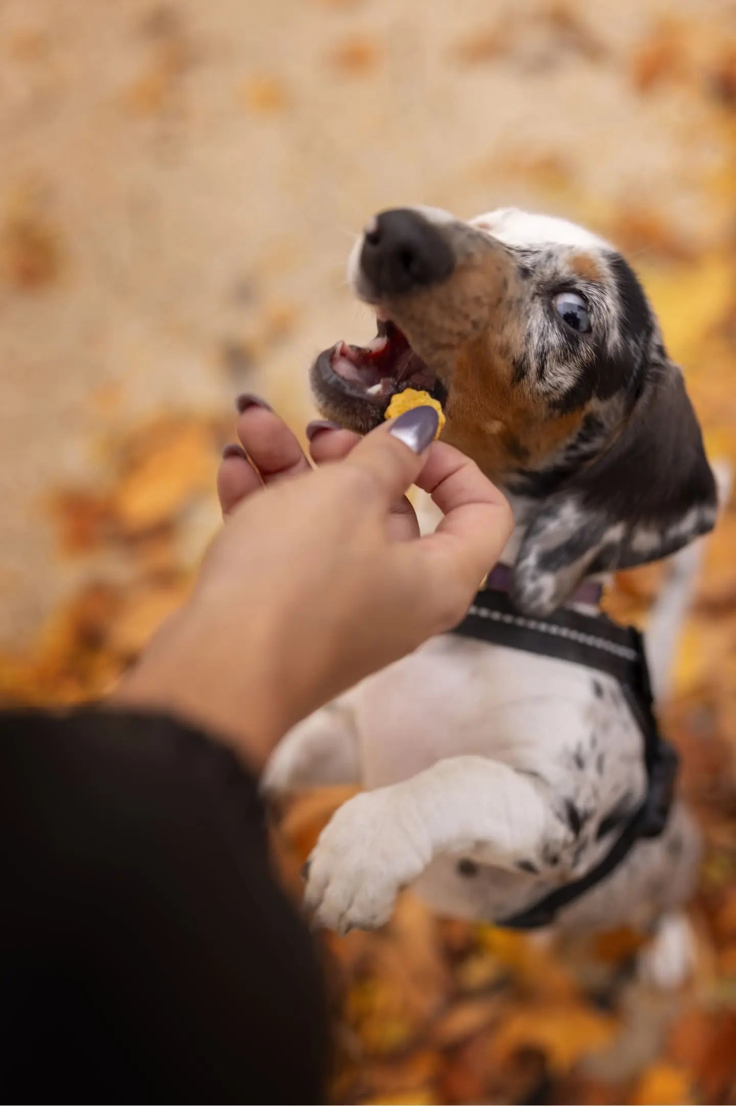 Salmon Delight Organic Baked Dog Treats